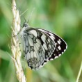 /album/okac-bojinkovy/a2015-06-16-9-jpg/